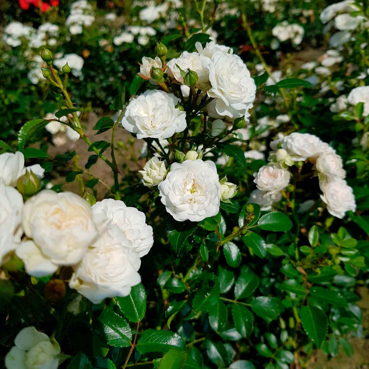 Bodendeckerrose 'Crystal Fairy' - Bakker