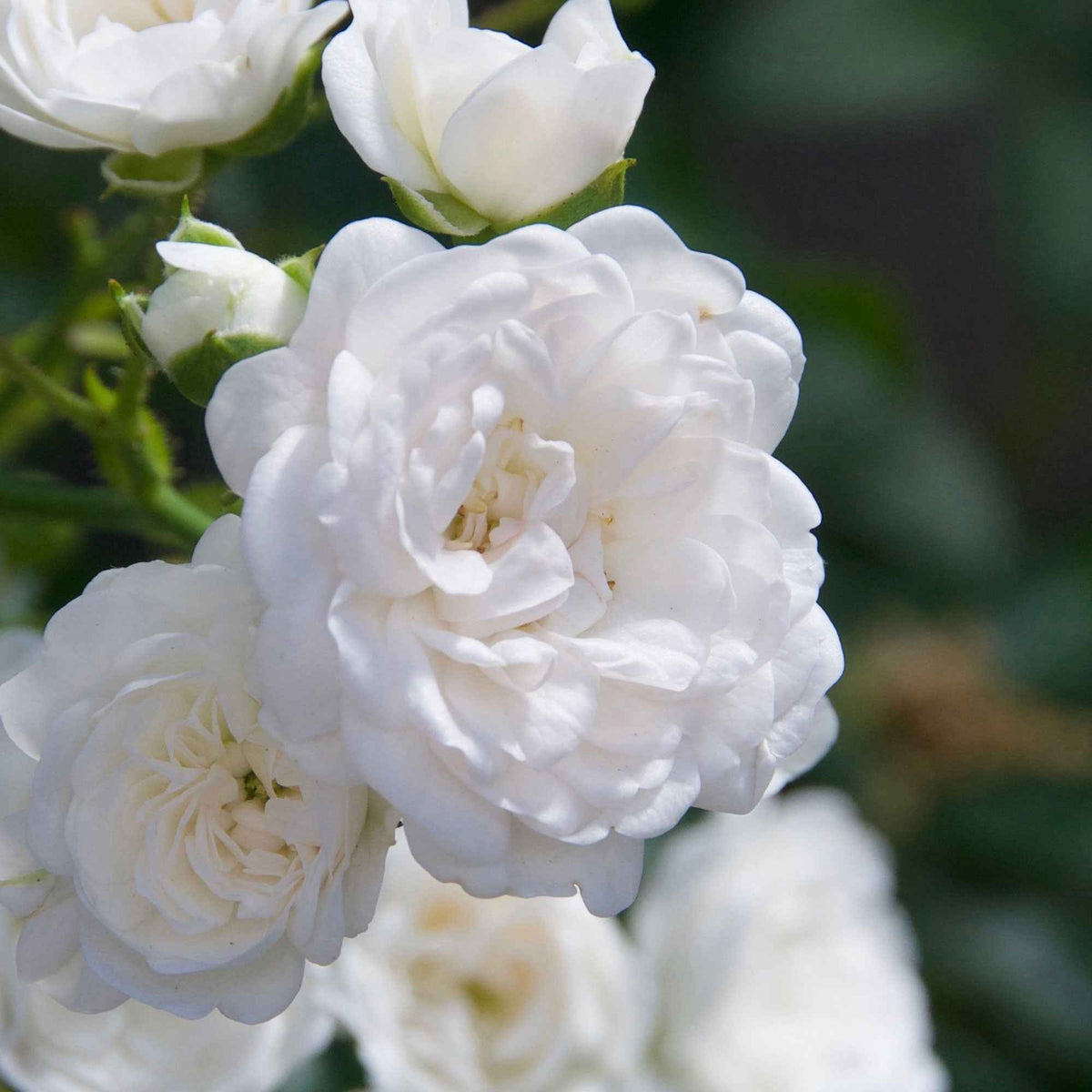 Bodendeckerrose 'Diamant' - Rosa Diamant ® - Bakker