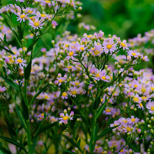 Wild-Aster 'Stardust' - Bakker