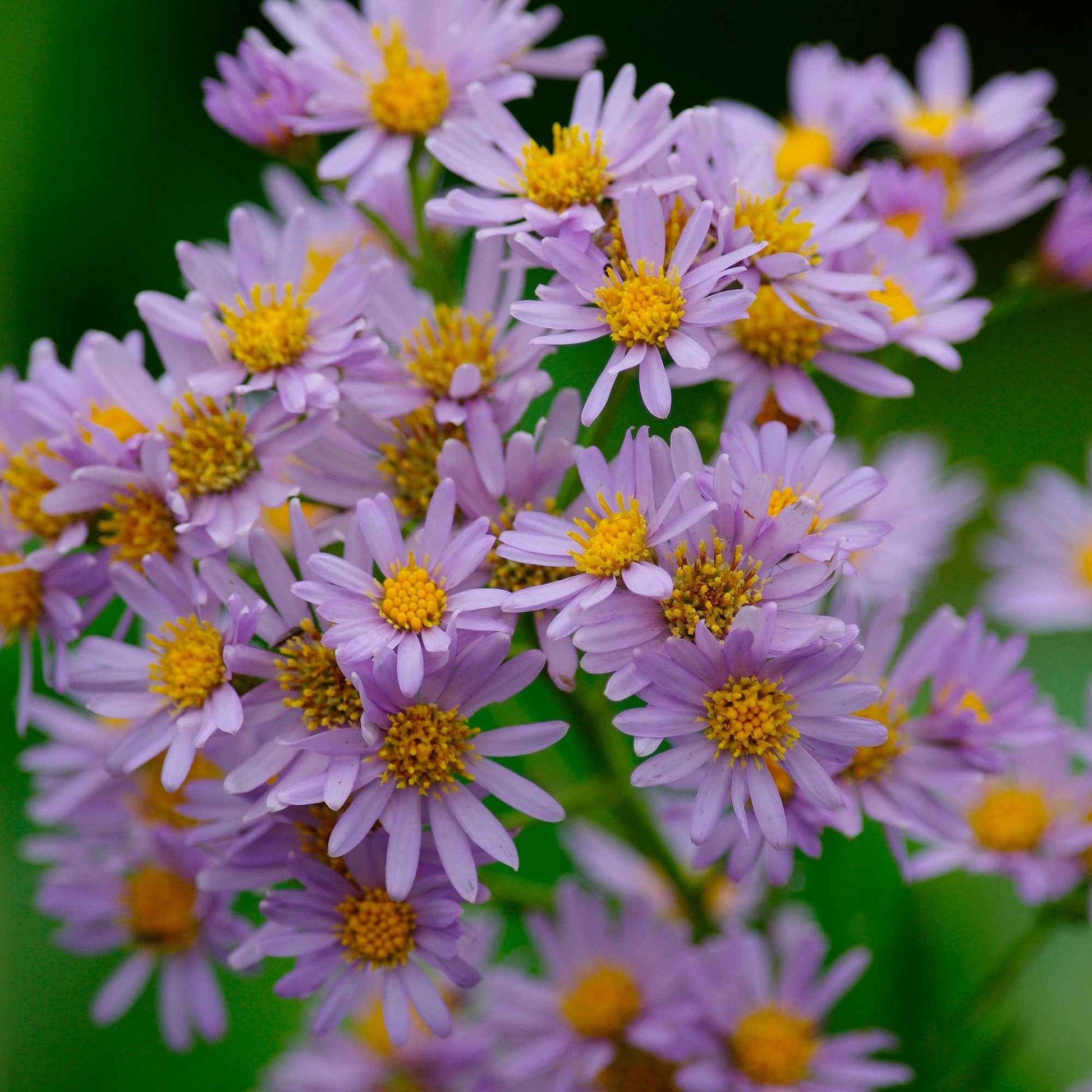 Wild-Aster  'Stardust' - Aster ageratoides Stardust - Bakker