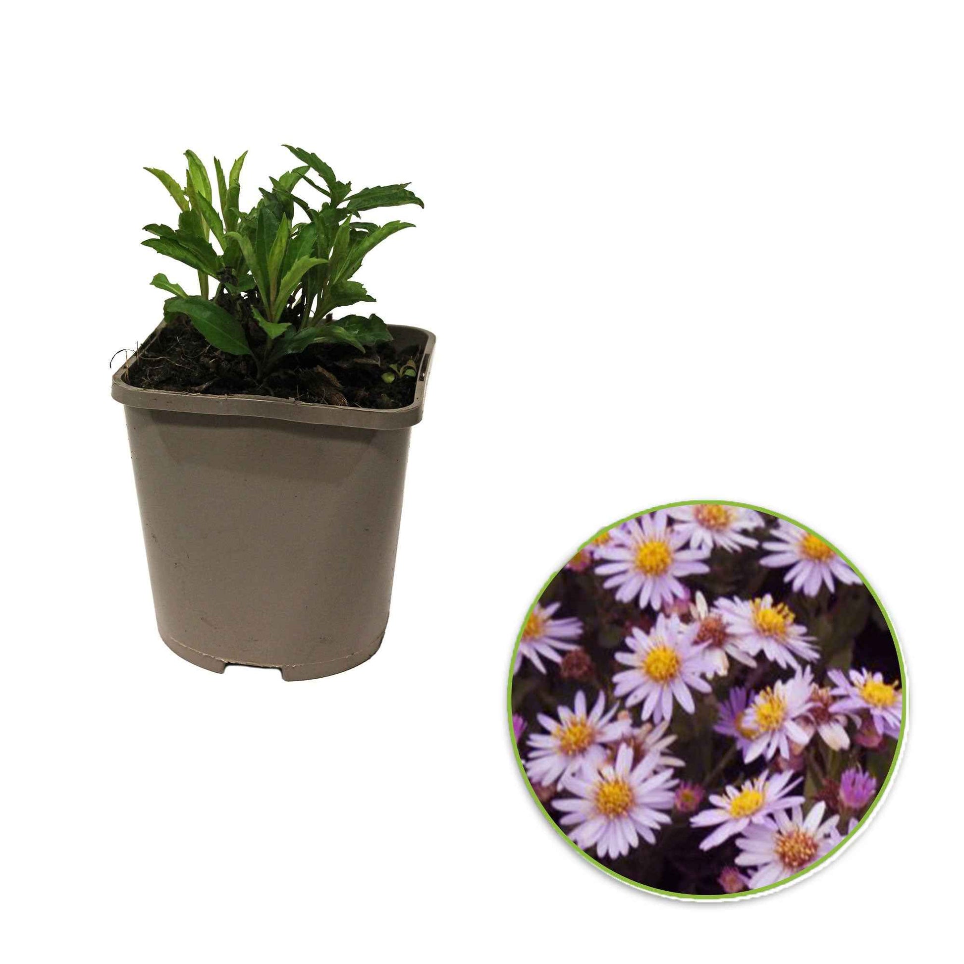 Verkauf Wild-Aster  'Stardust' - Aster ageratoides Stardust