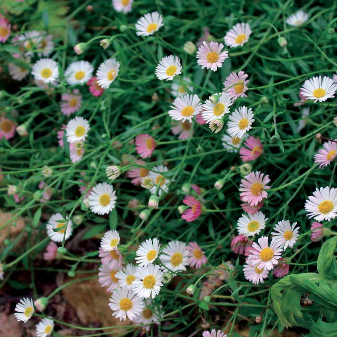 Spanisches Gänseblümchen - Erigeron karvinskianus Blutenmeer