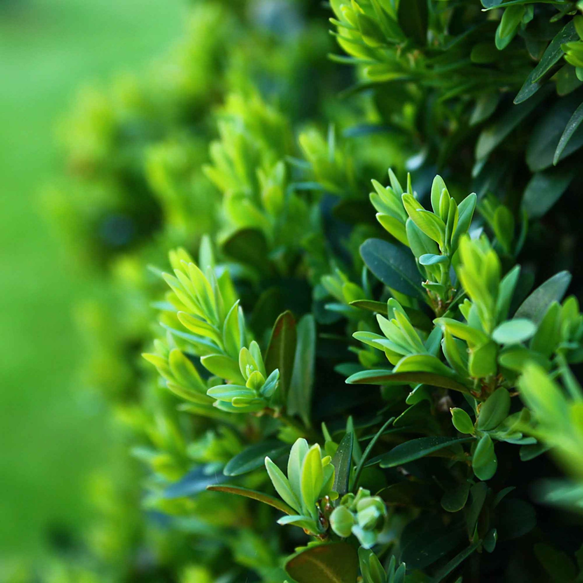 Japanische Stechpalme - Ilex crenata dark green - Sträucher und Stauden