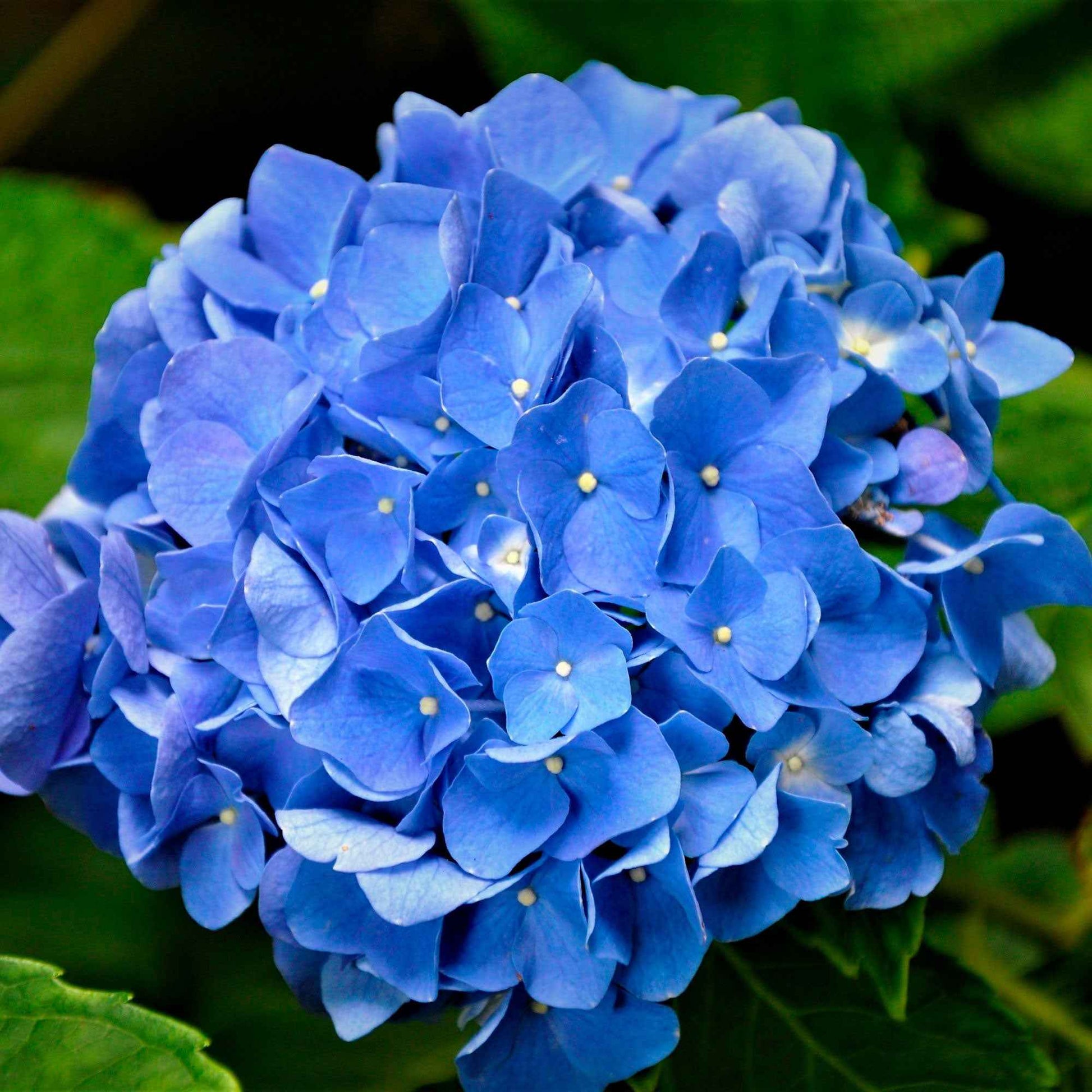 Verkauf Bauernhortensie macrophylla Blau - Hydrangea macrophylla