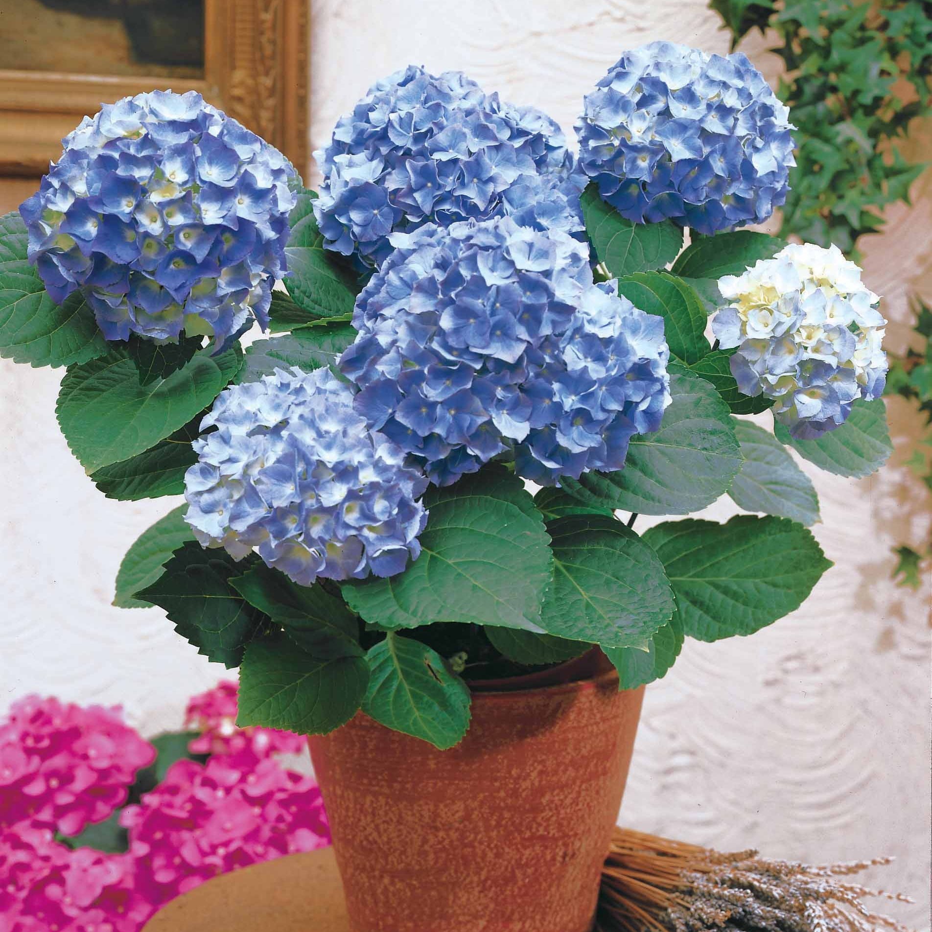 Verkauf Bauernhortensie macrophylla Blau