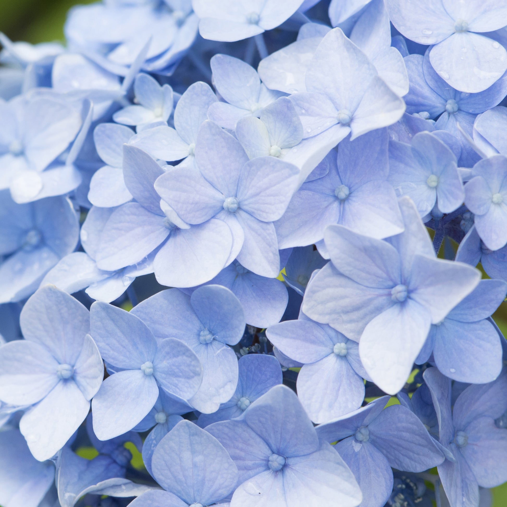 Bauernhortensie macrophylla Blau - Großblättrige Hortensie - Bakker