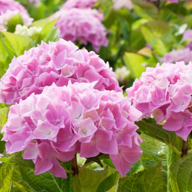 Hortensie rosa - Hydrangea macrophylla