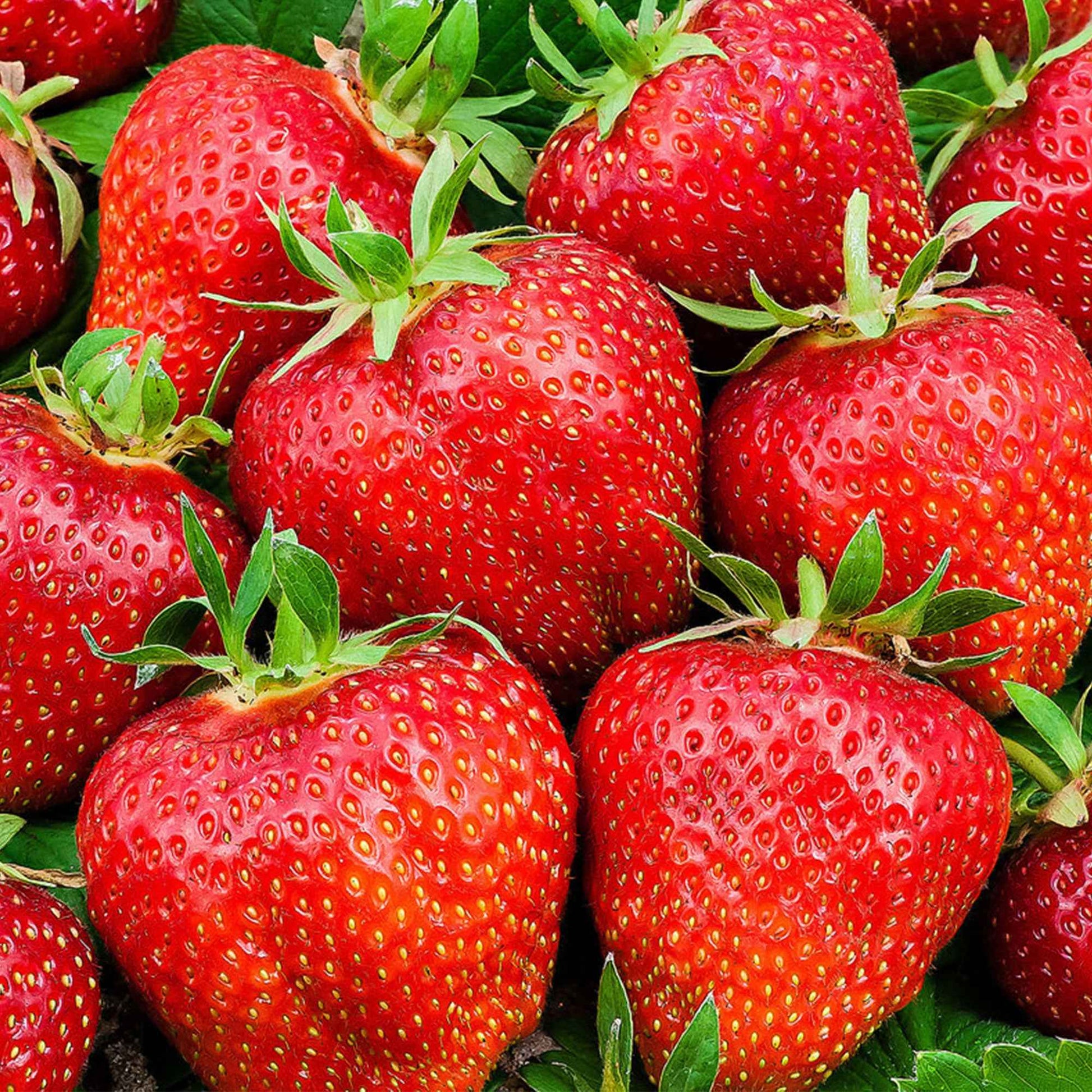 Erdbeere 'Summer Breeze Rose' (x3) - Fragaria summer breeze®  rose - Bakker