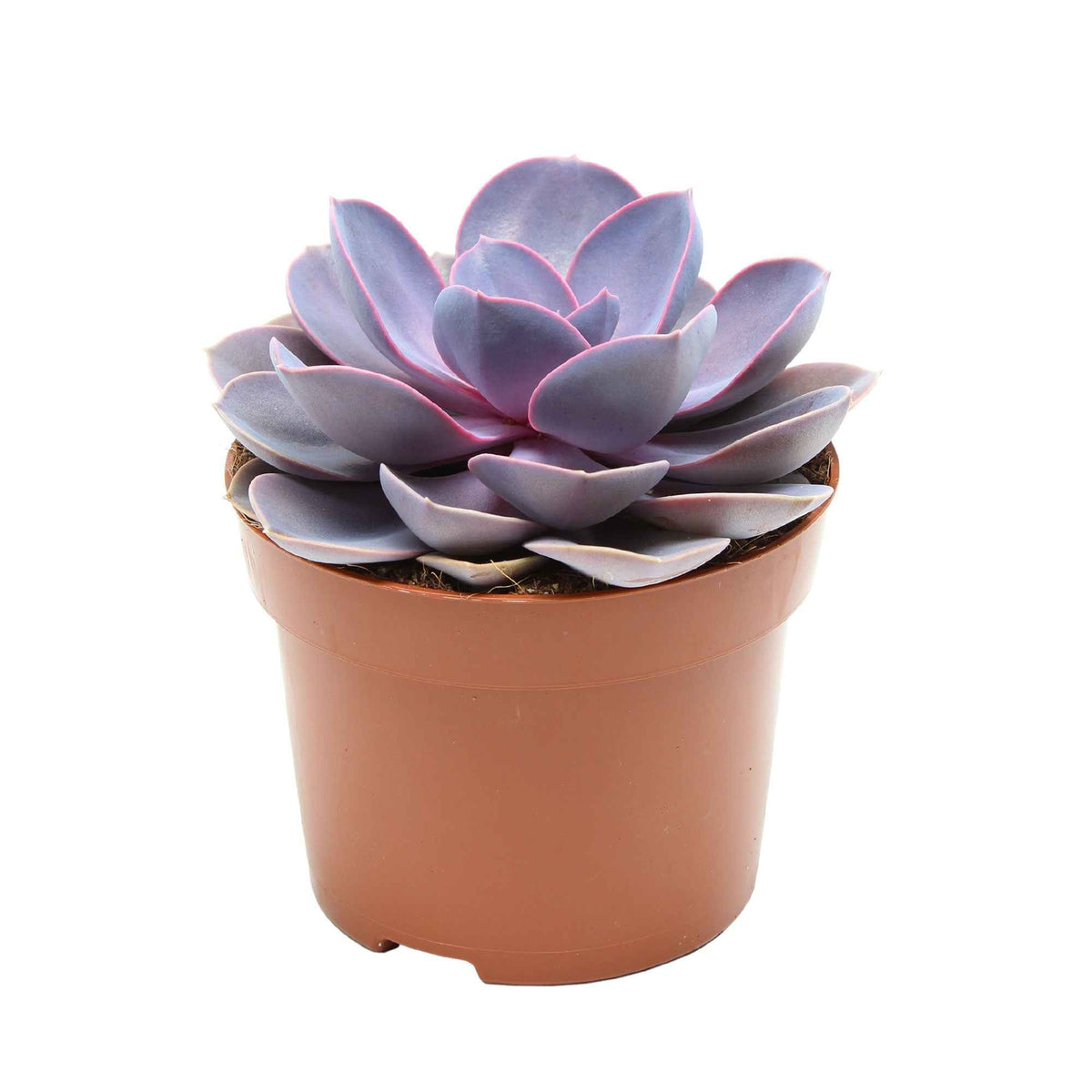 Echeveria 'Purple Pearl' lila - Bakker