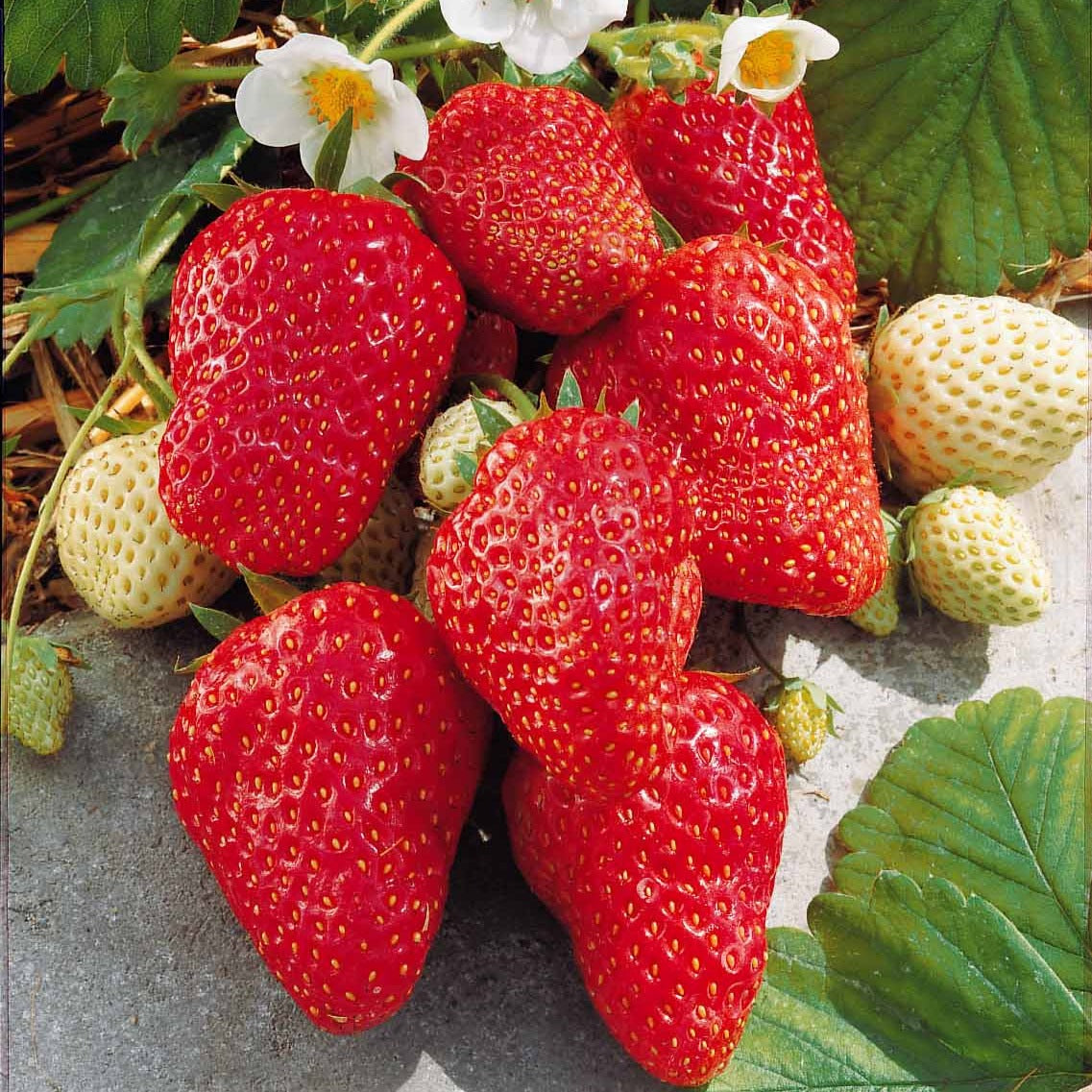 Fragaria x ananassa Mount Everest - Hängeerdbeere 'Mount Everest' - Erdbeeren