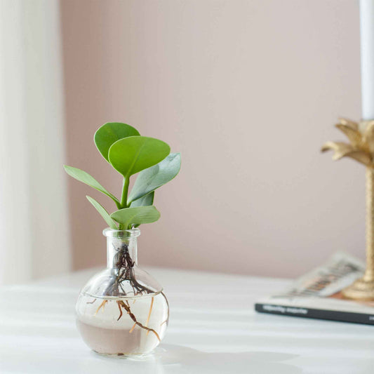 Clusia im Samoa-Glas - Hydroponik - Bakker