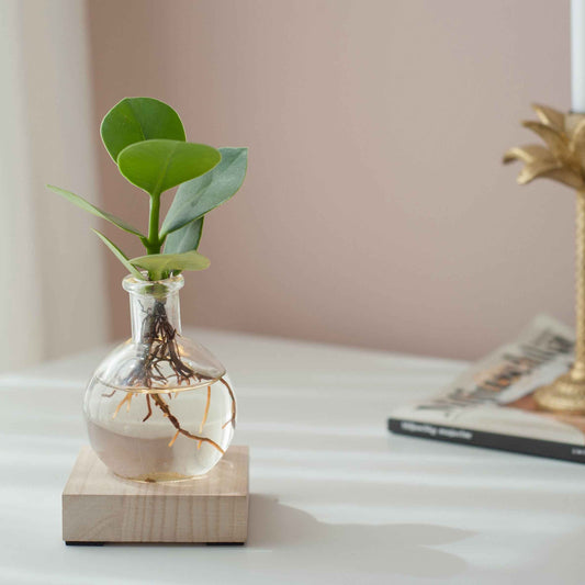 Clusia im Samoa-Glas mit LED-Beleuchtung - Hydroponik - Bakker