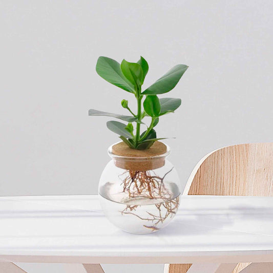 Clusia im Kugelglas - Hydroponik - Bakker