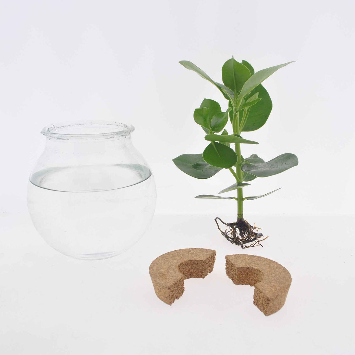 Verkauf Clusia im Kugelglas - Hydroponik - Clusia