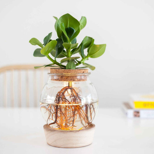 Clusia im Kugelglas mit LED-Beleuchtung - Hydroponik - Bakker