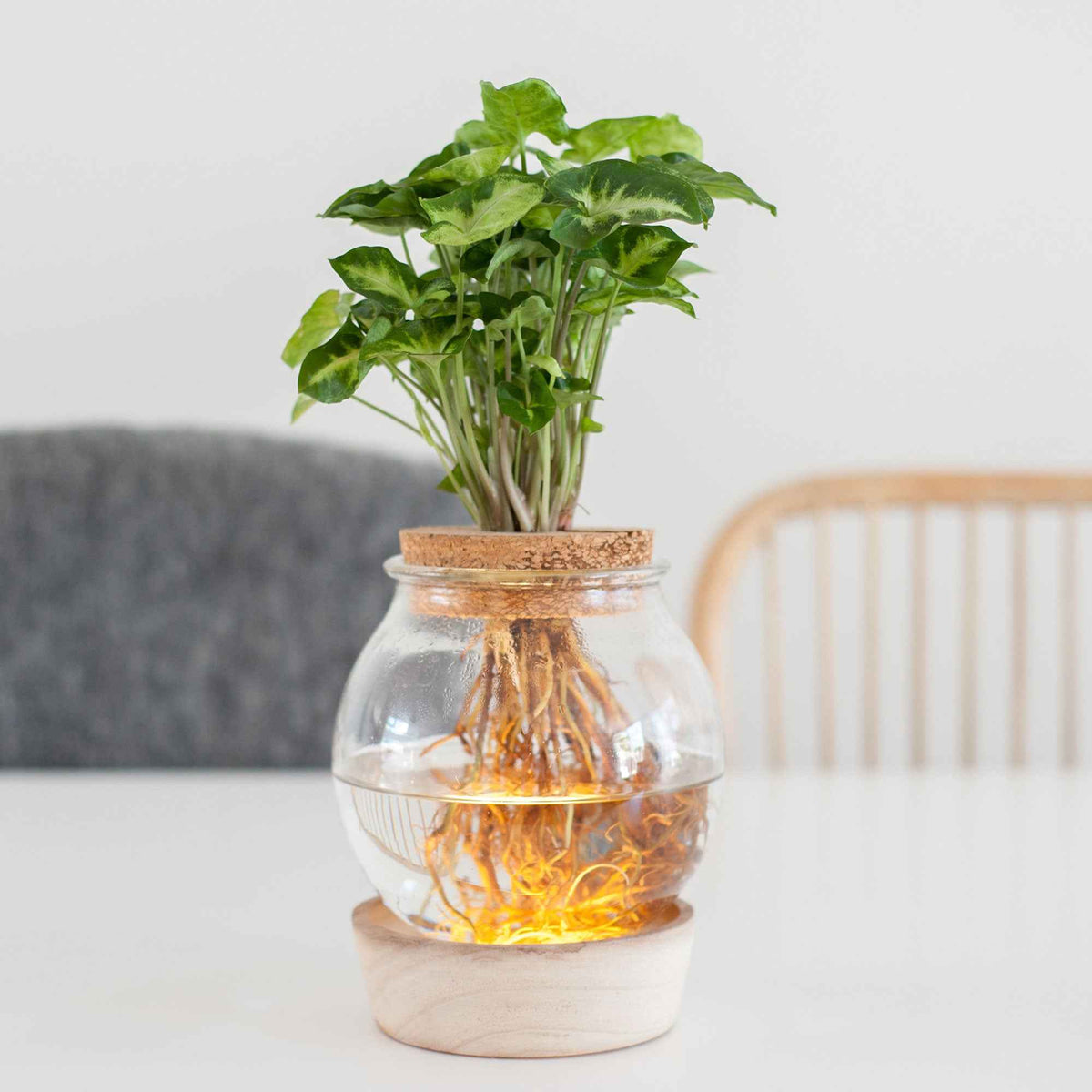 Syngonium im Kugelglas mit LED-Beleuchtung - Hydroponik - Bakker