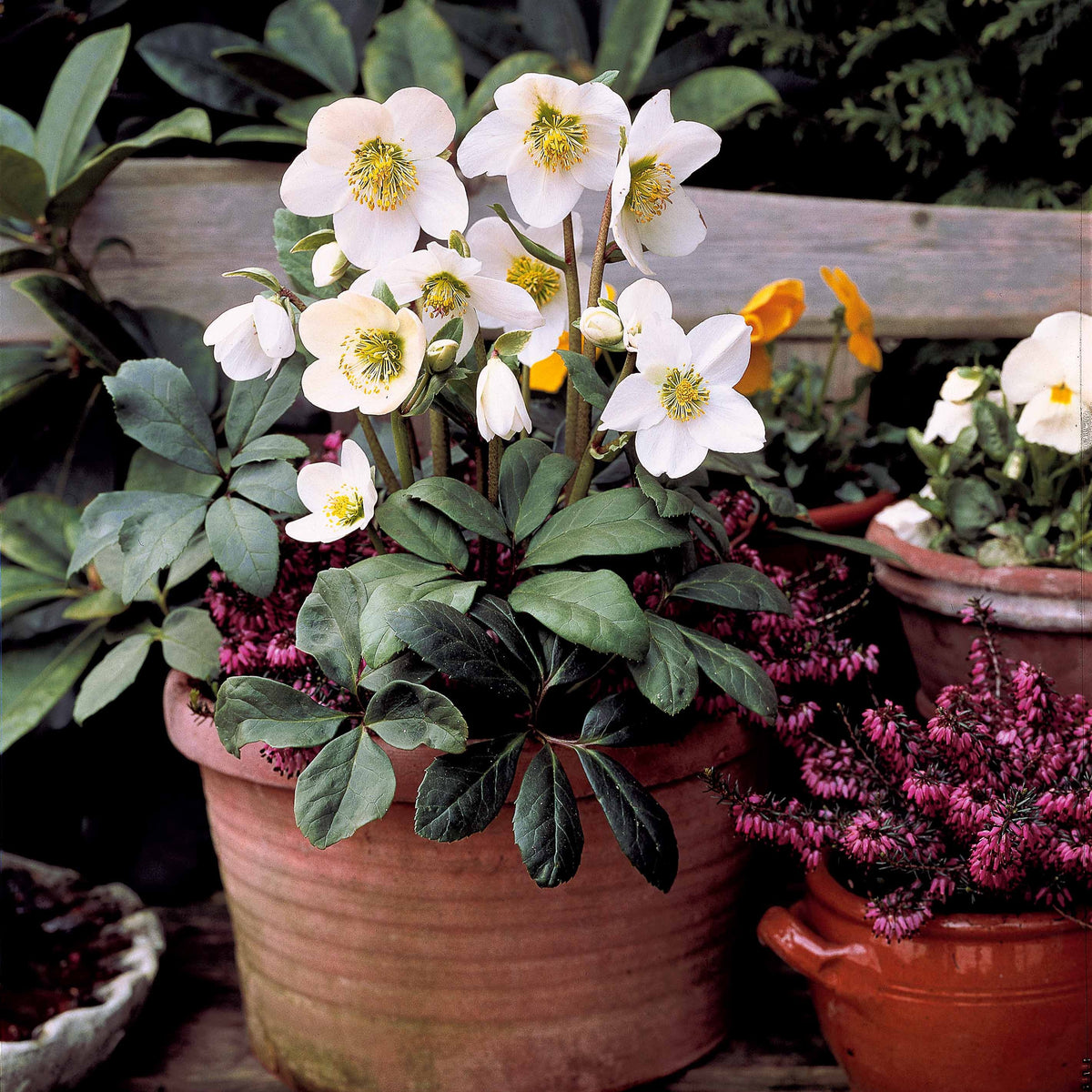 Christrose - Helleborus niger - Bakker