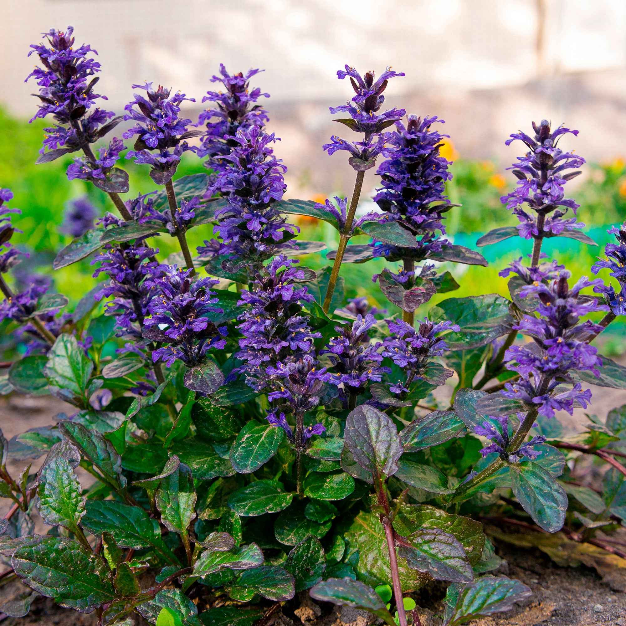 Rotblättriger Günsel 'Atropurpurea' - Ajuga reptans Atropurpurea