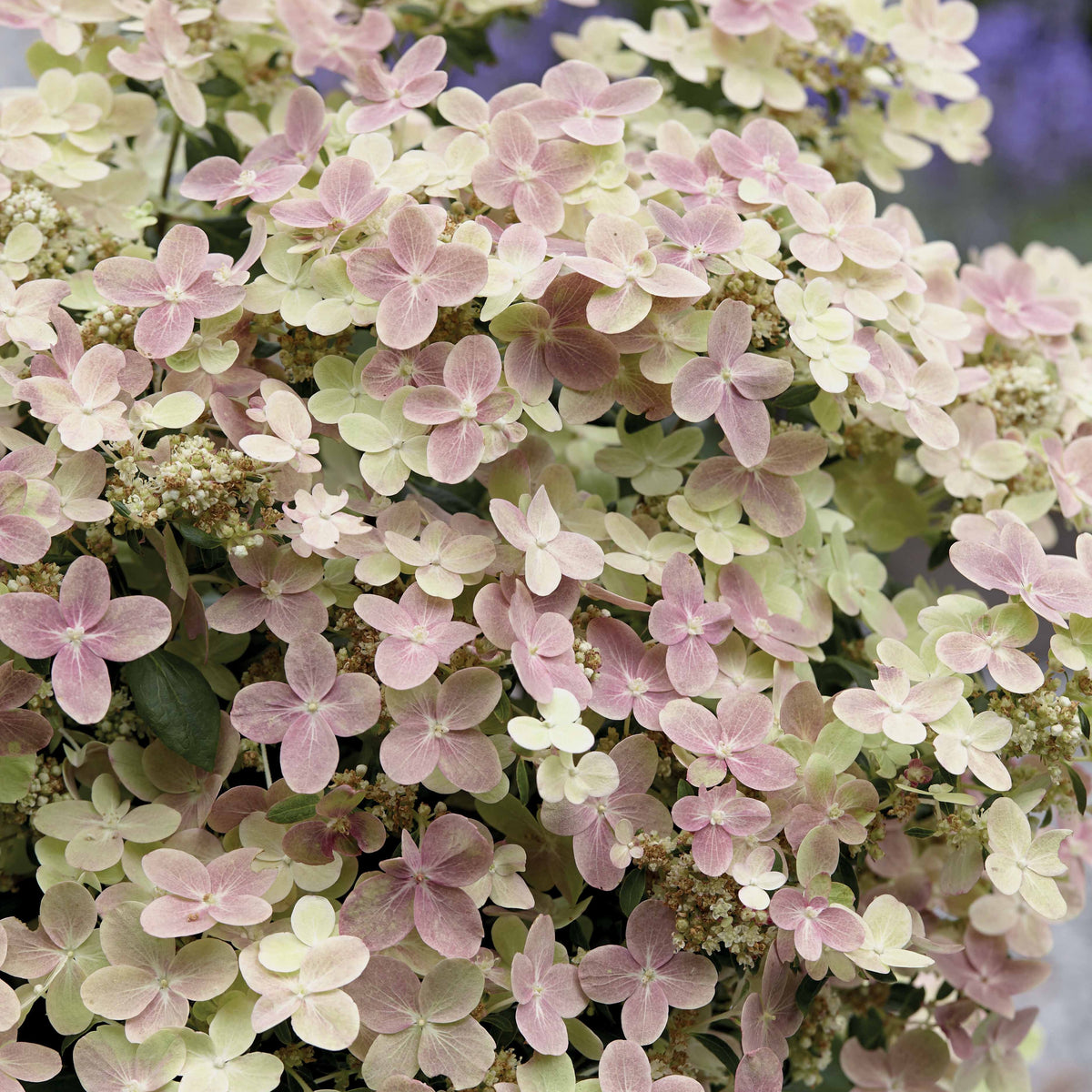 Rispenhortensie 'Switch Ophelia'®