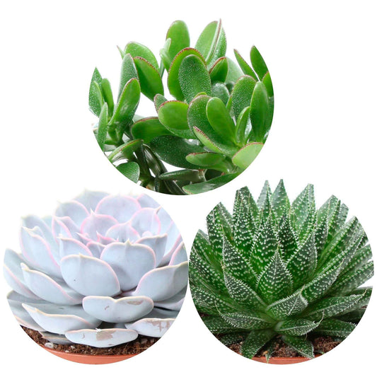 Sukkulentenmischung -  Aloé, Echeveria, Crassula (x3) - Bakker