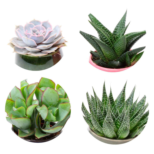 Sukkulentenmischung (x4) - Echeveria , Crassula , Haworthia , Aloe Aristata - Nach Sorten