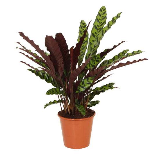 Korbmarante 'Insigne' - Calathea insignis