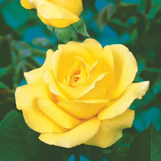 Beetrose 'Arthur Bell' - Bakker