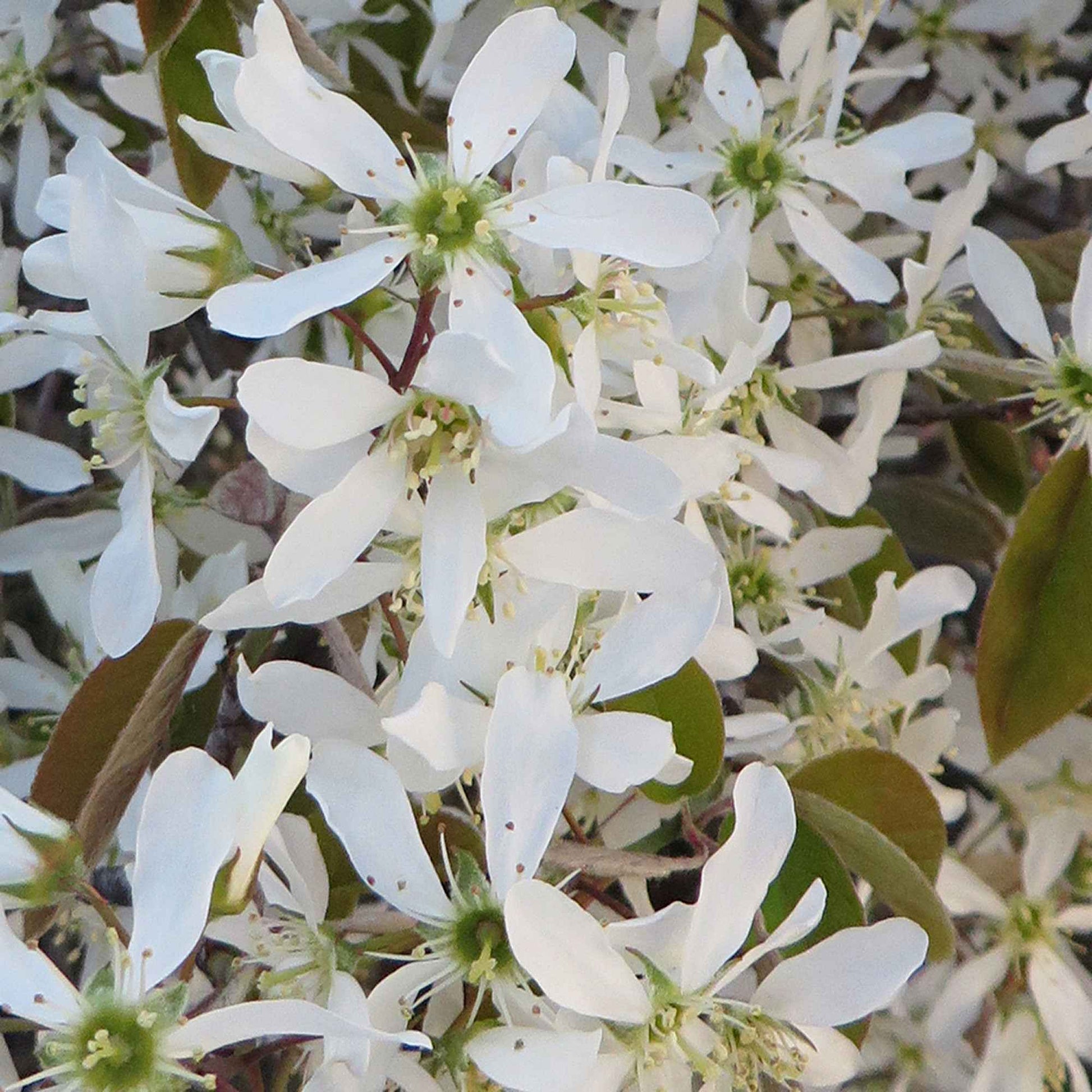 Kupfer-Felsenbirne - Amelanchier lamarckii - Bakker