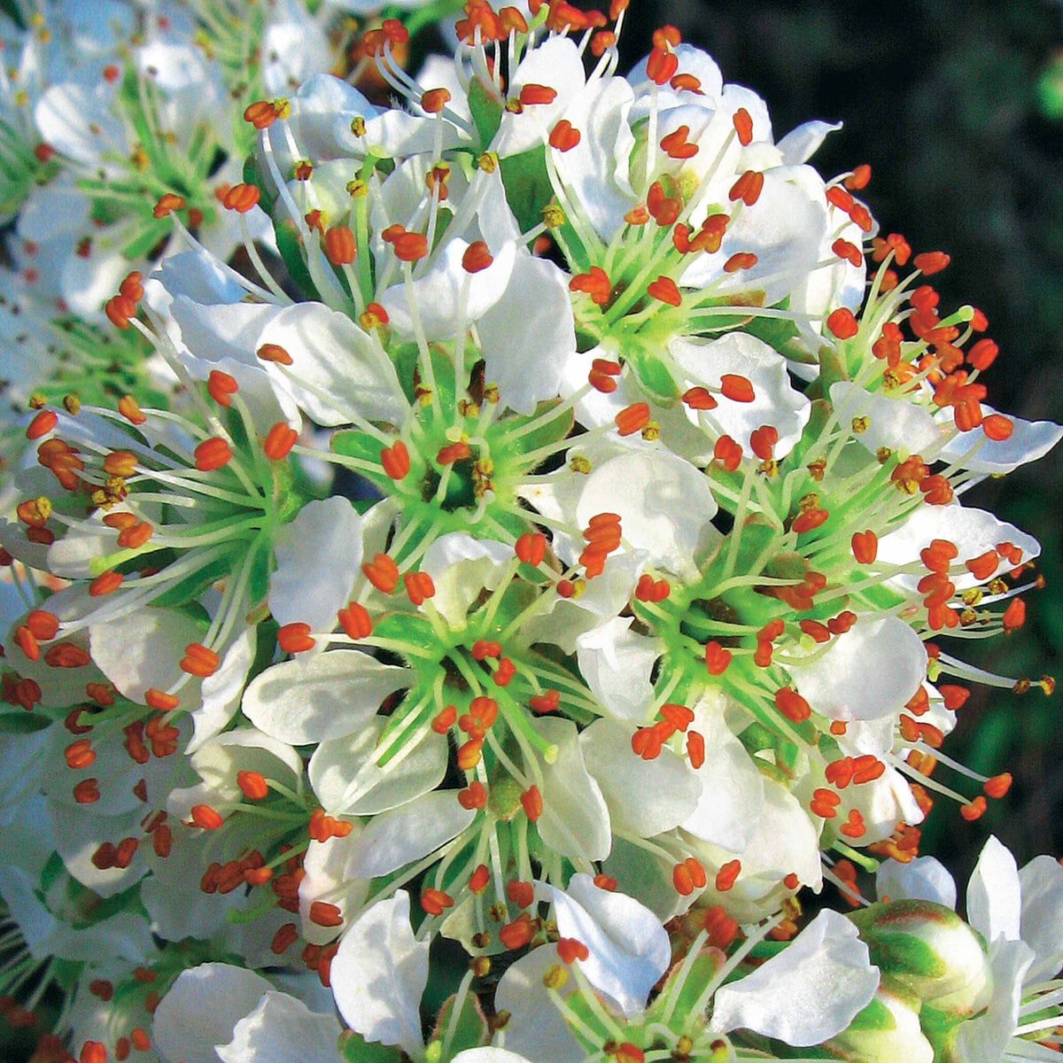 Blühende Sträucher - Portugiesischer Lorbeer (x3) - Prunus lusitanica angustifolia