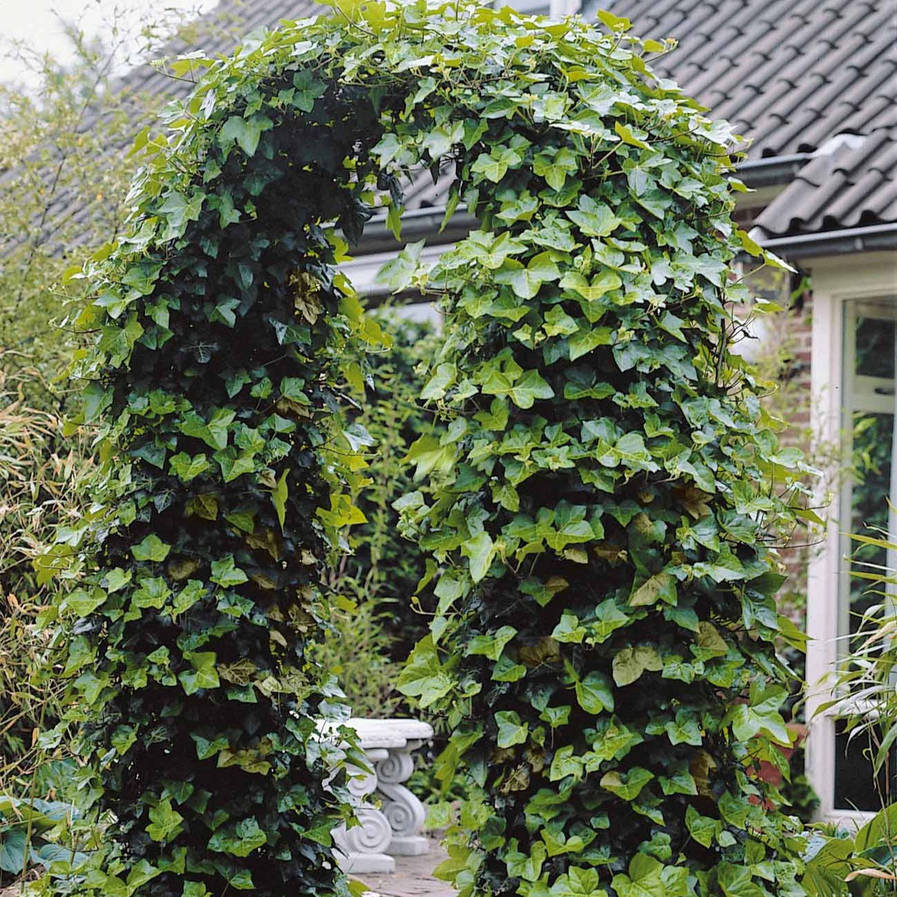 Großblättriger Irischer Efeu (x3) - Hedera hibernica
