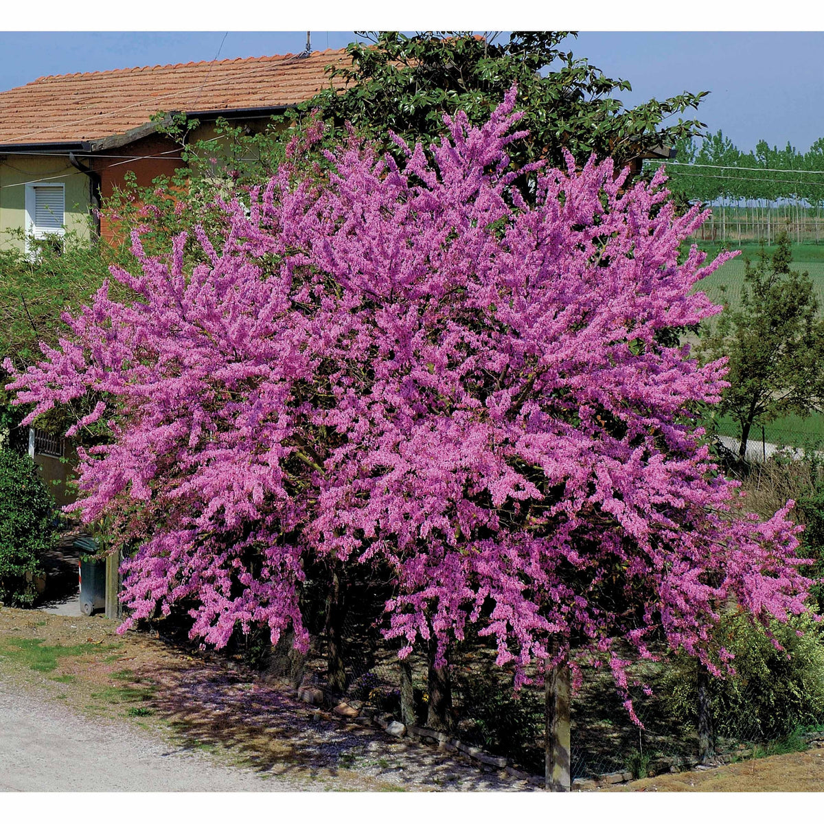 Judasbaum - Cercis siliquastrum