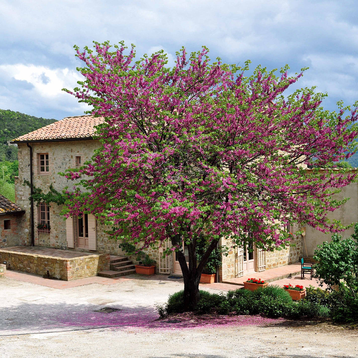 Cercis siliquastrum - Judasbaum - Bäume