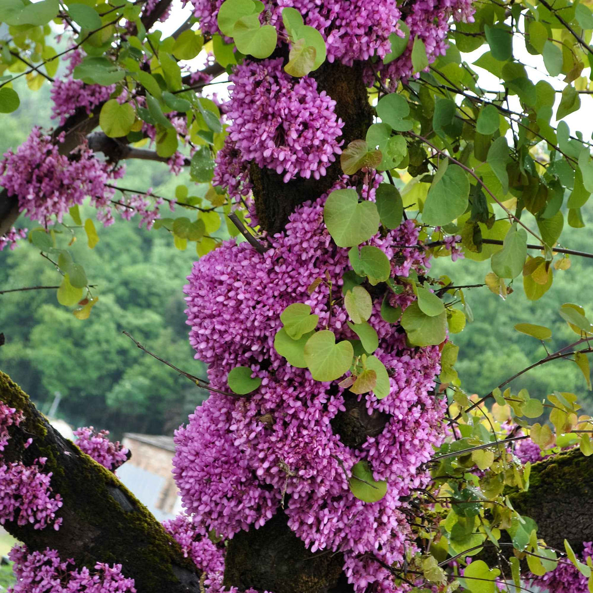 Cercis siliquastrum et forsythia x intermedia spectabilis - Sträucher-Kollektion Forsythie & Judasbaum (x2) - Blühende Sträucher