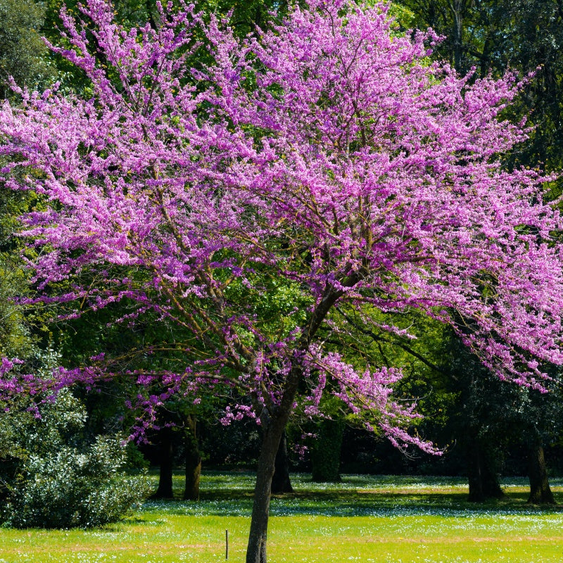 bonsai judasbaum Judasbaum - Cercis siliquastrum