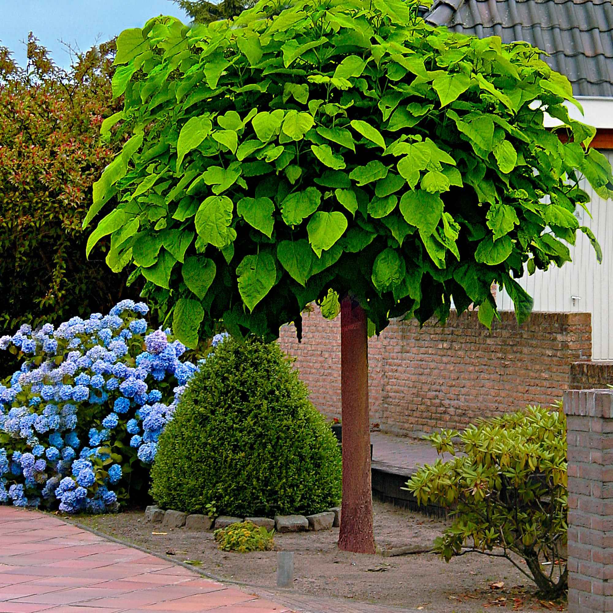 Kugel-Trompetenbaum - Catalpa bignonioides Nana