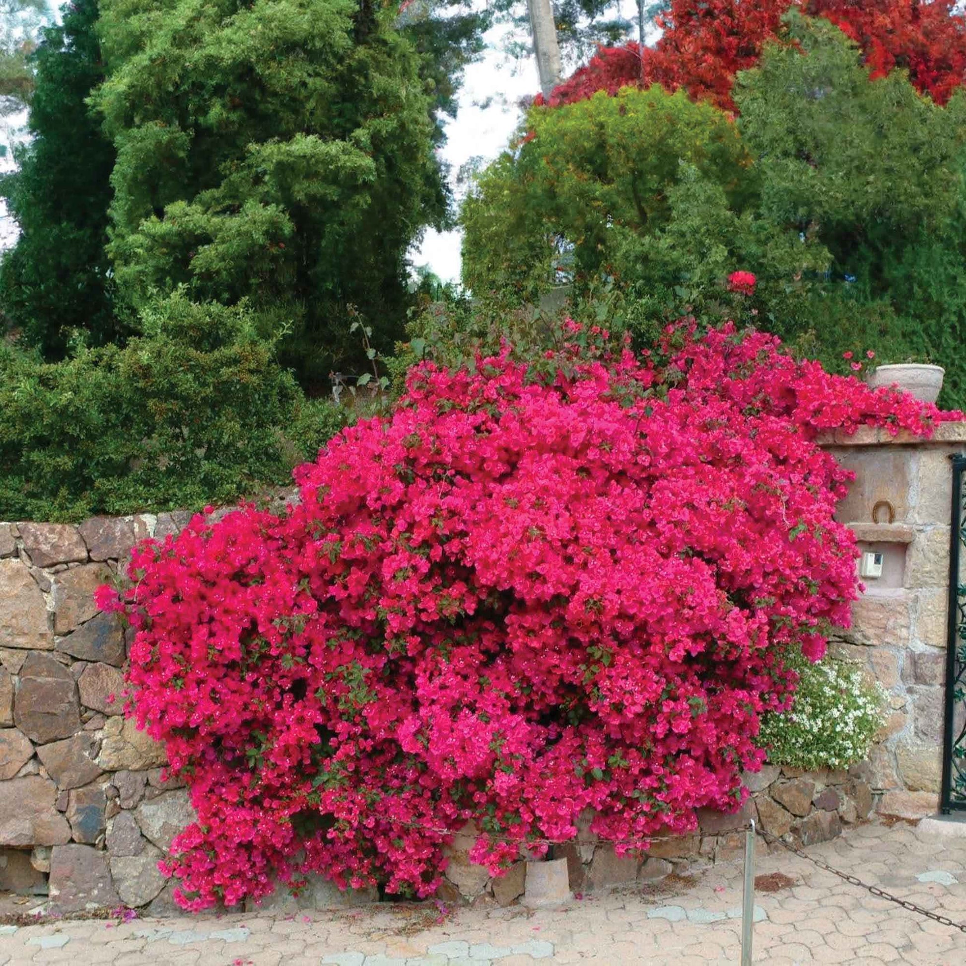 Bougainvillea pink - Drillingsblume - Bougainvillea