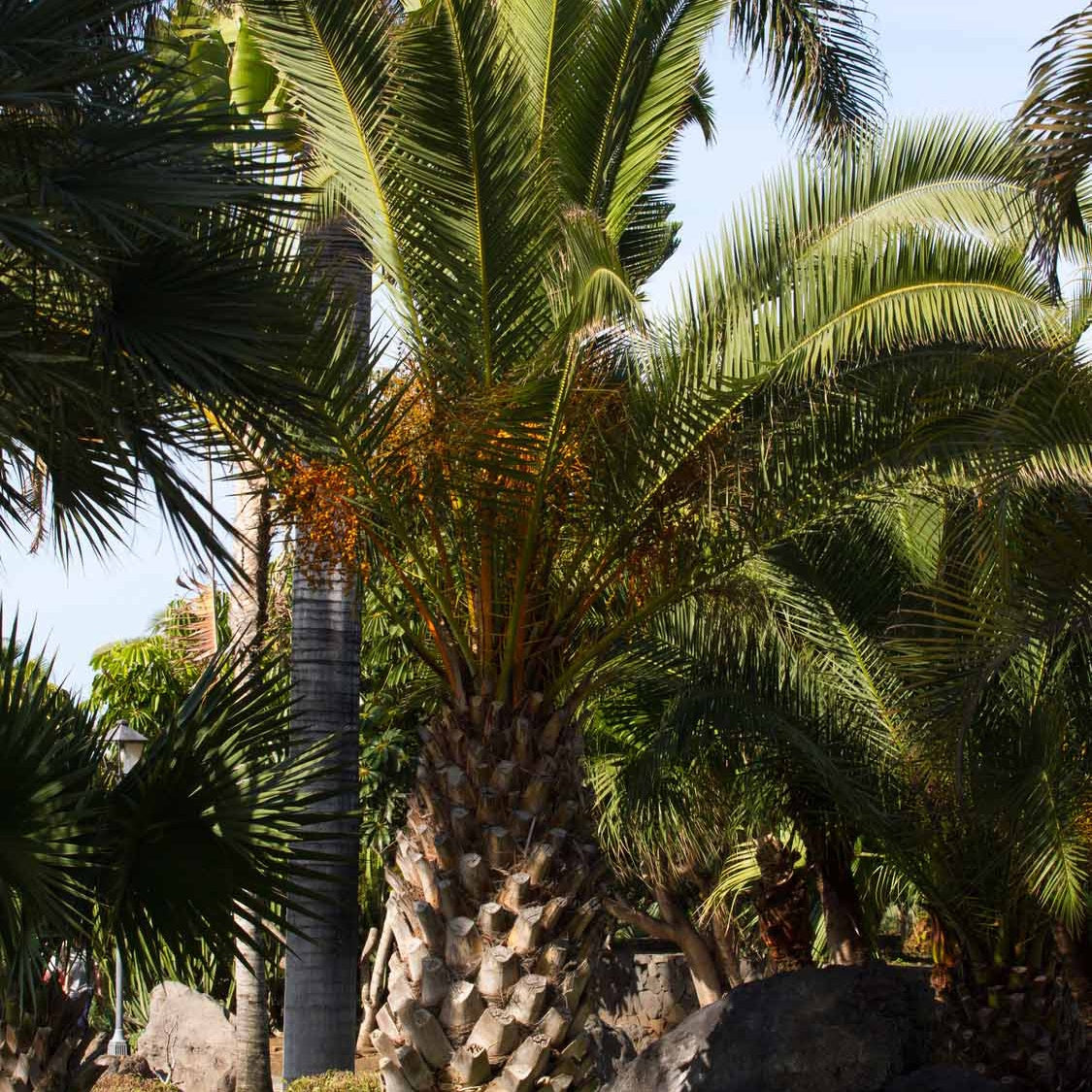 kanarische dattelpalme dünger Kanarische Dattelpalme - Phoenix canariensis