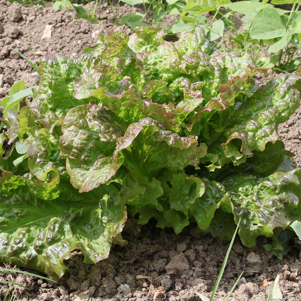 Samen für Salate - Salat-Kollektion für 6 Monate - Collection 6 mois de laitues (grosse blonde, tremont, merveille des 4