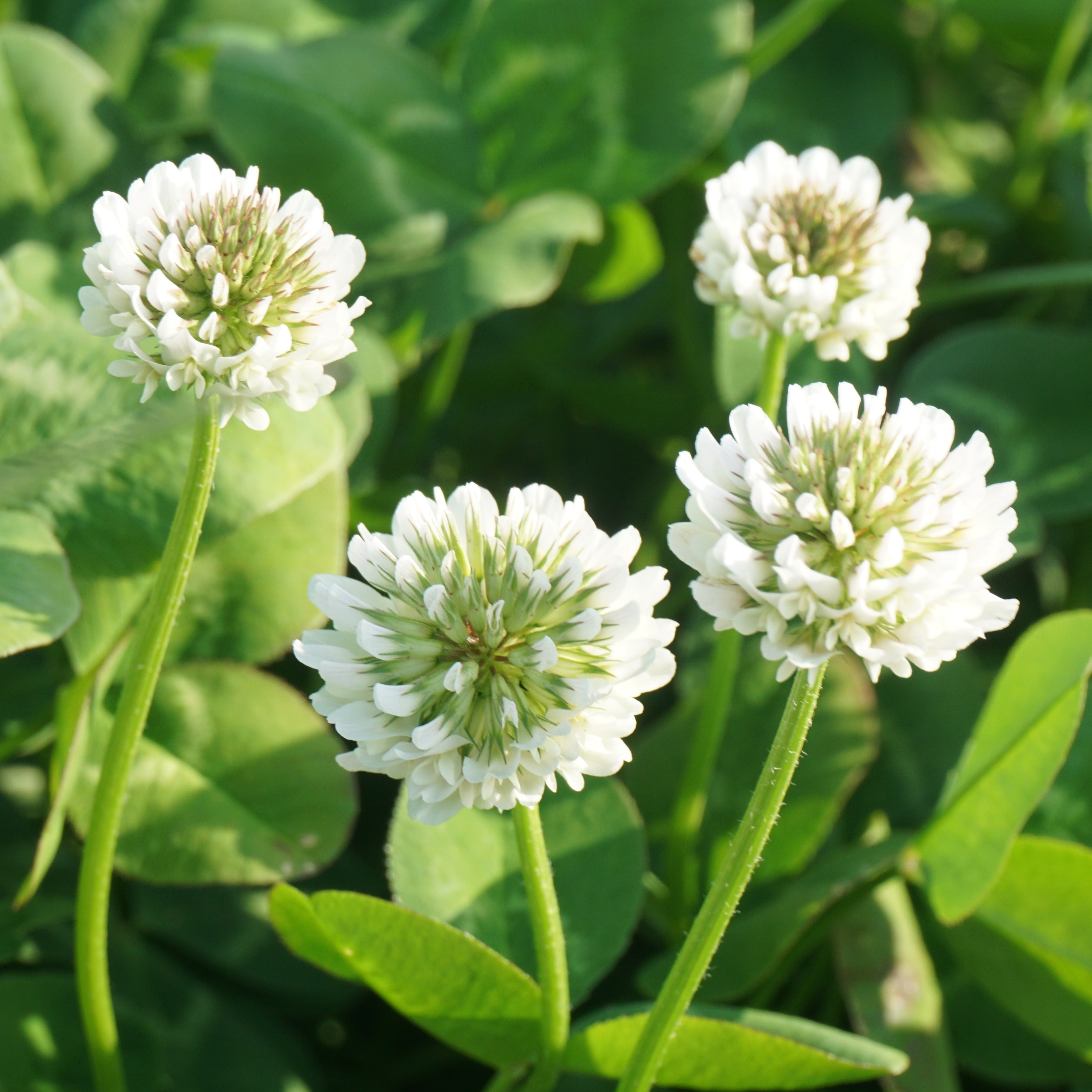 Saatgut Zwerg-Weißklee - Trifolium repens