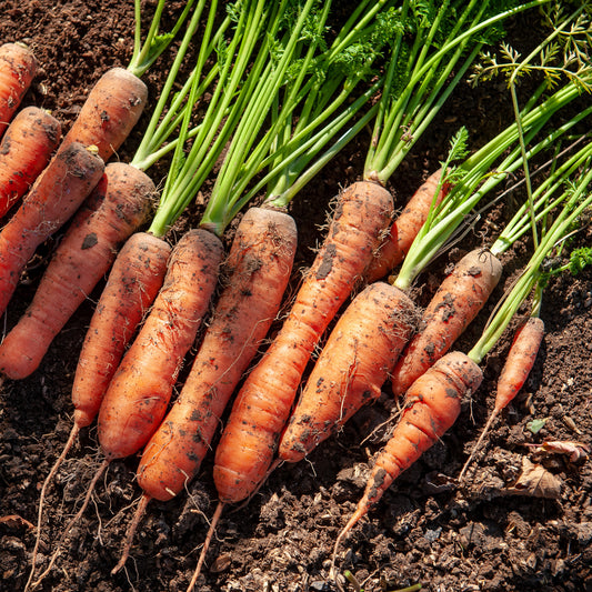 Halblange Karotte De Carentan - Bakker