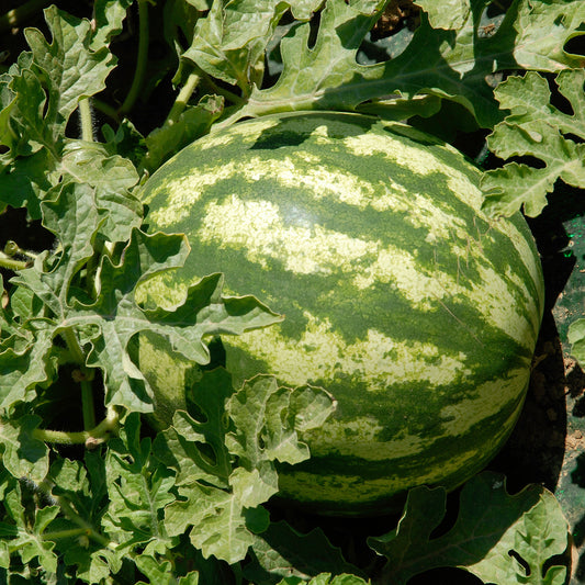Wassermelone Citrullus 'Crimson Sweet' - Bakker