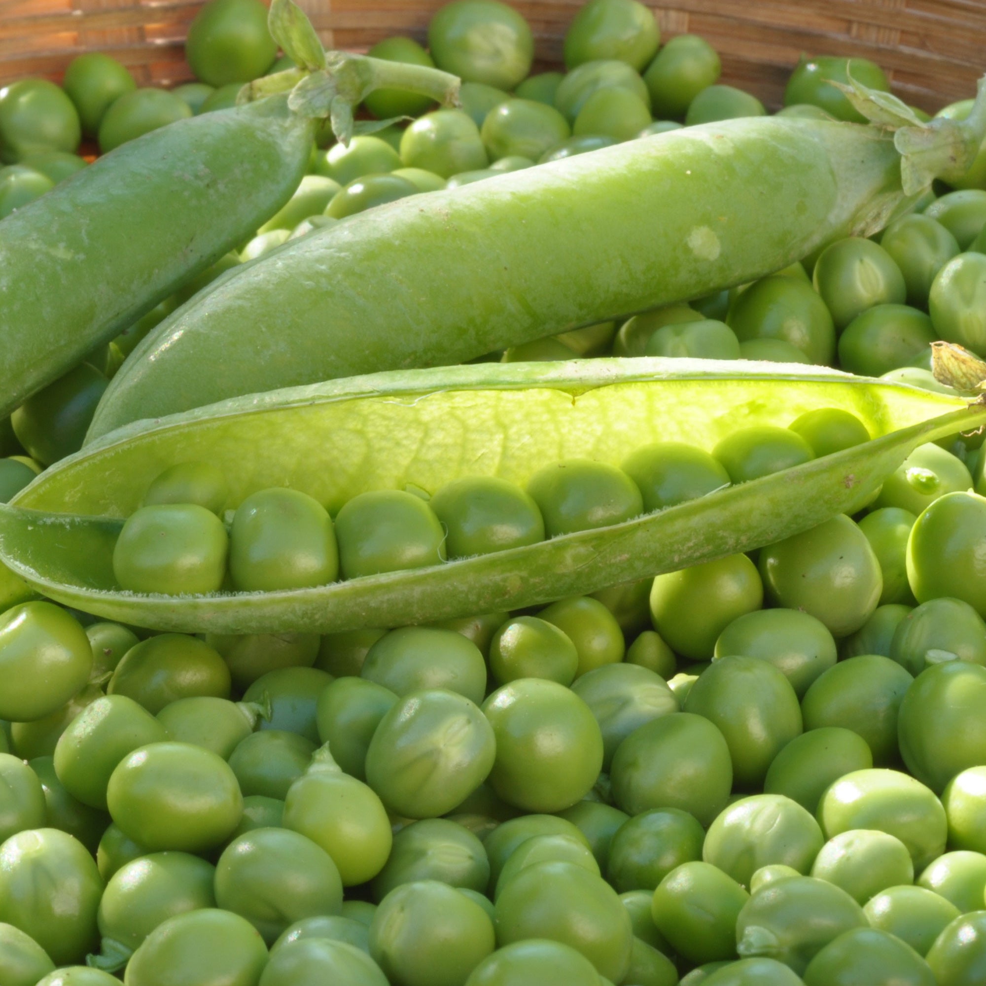 Saatgut Erbse Wunder von Kelvedon - Pisum sativum merveille de kelvedon