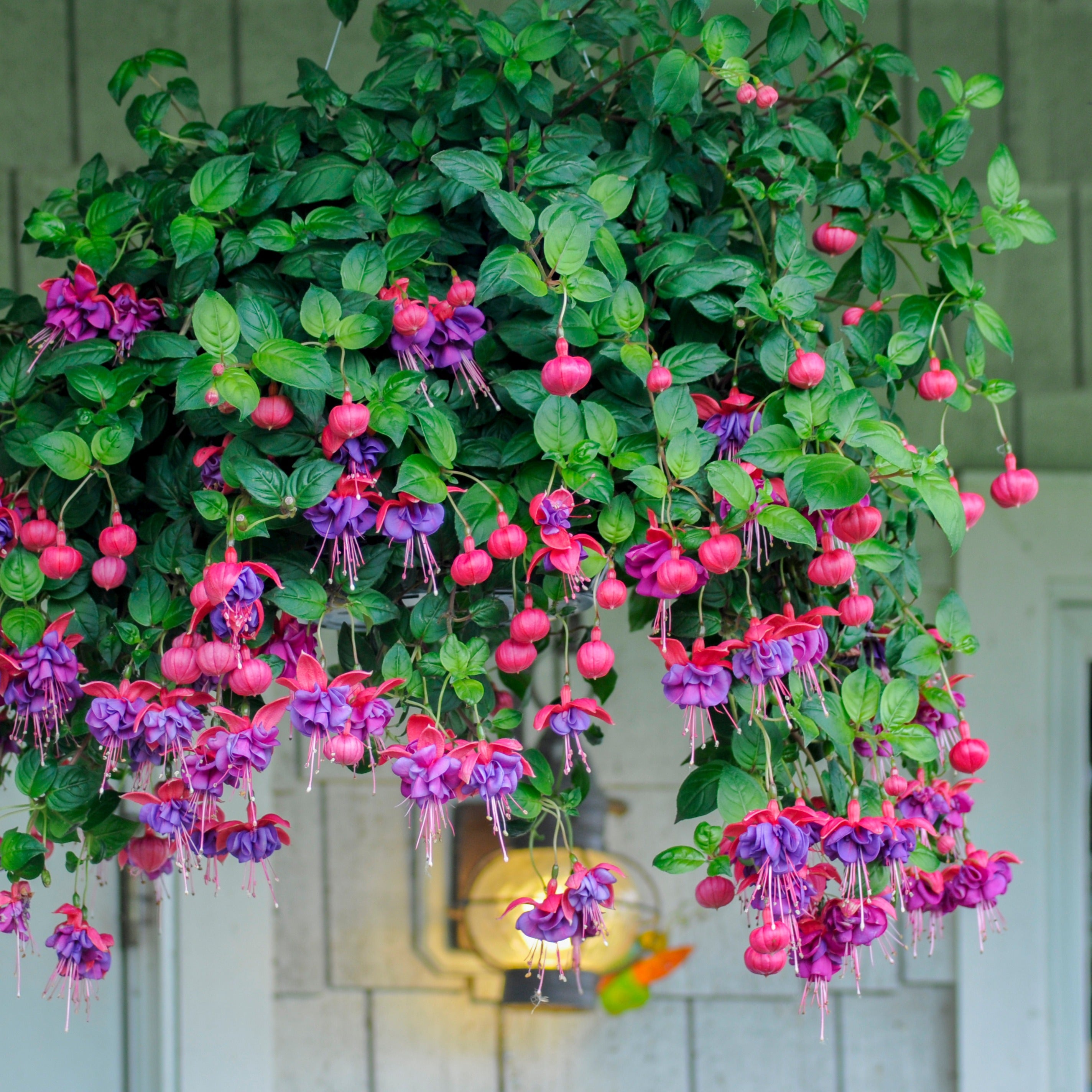 Hängende Fuchsien Dark Eyes (x3) - Fuchsia dark eyes