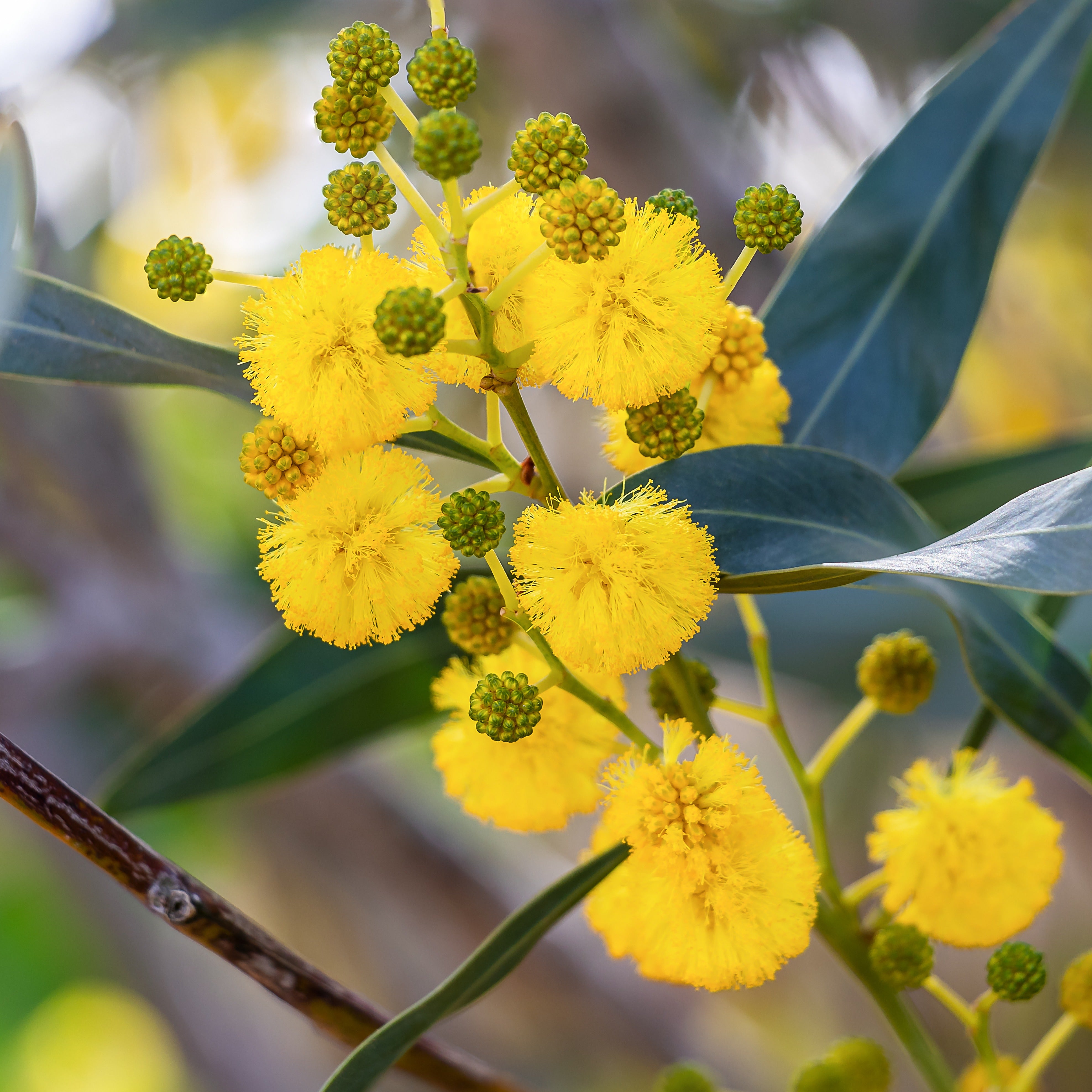 Vier-Jahreszeiten-Mimose - Acacia retinodes