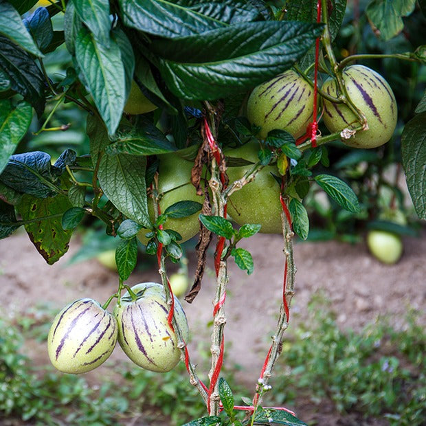 melonenpflanze zimmerpflanze Melonenbirne - Solanum muricatum