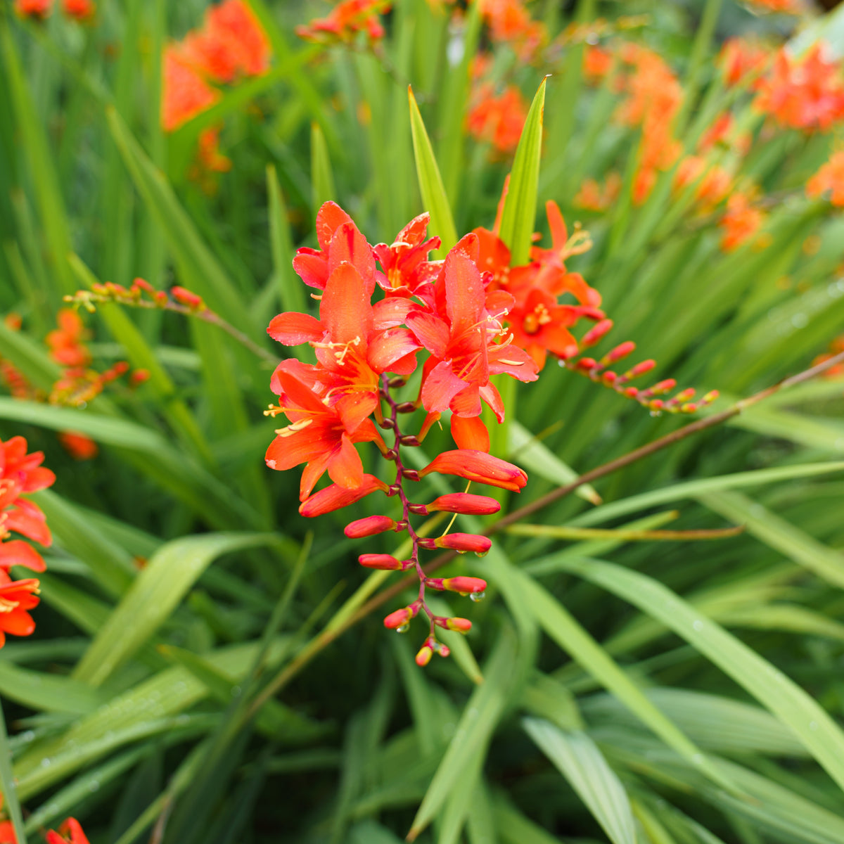 Crocosmia 'Lucifer' rot (x15) - Crocosmia red - Bakker