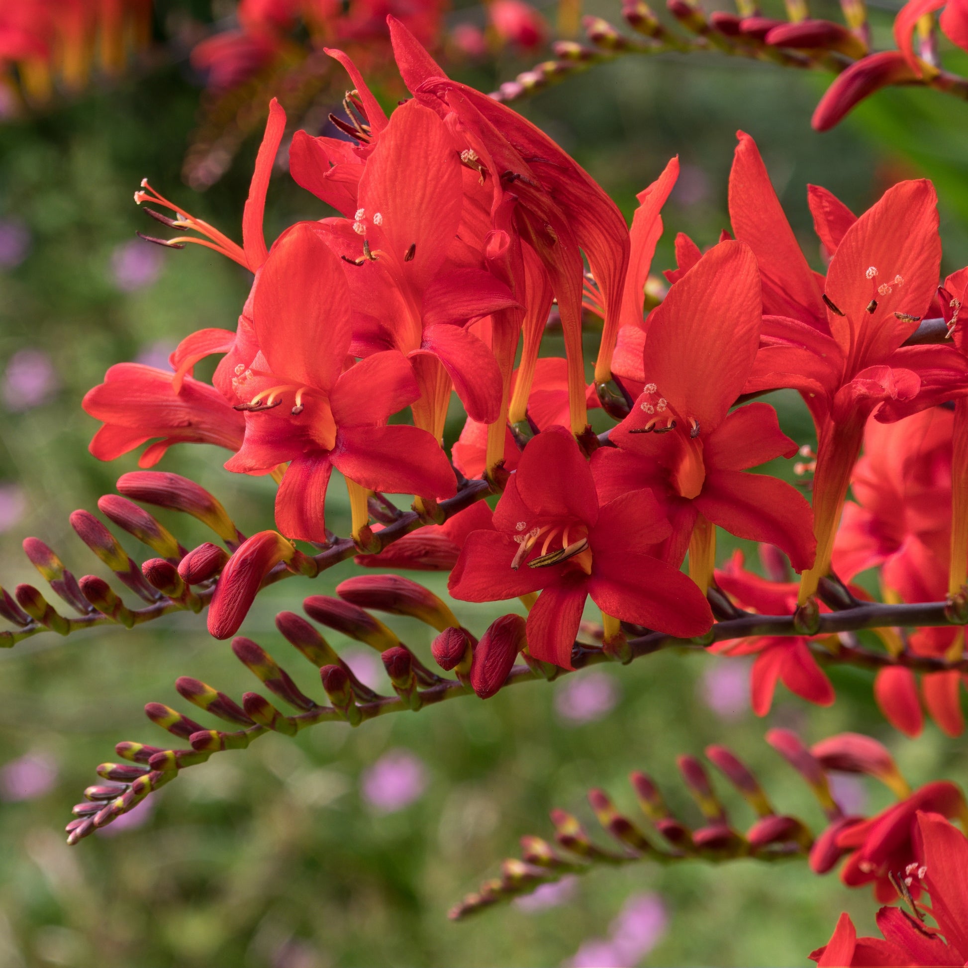 Natürlicher Zwiebel-Mix - Crocosmia 'Lucifer' rot (x15) - Crocosmia red