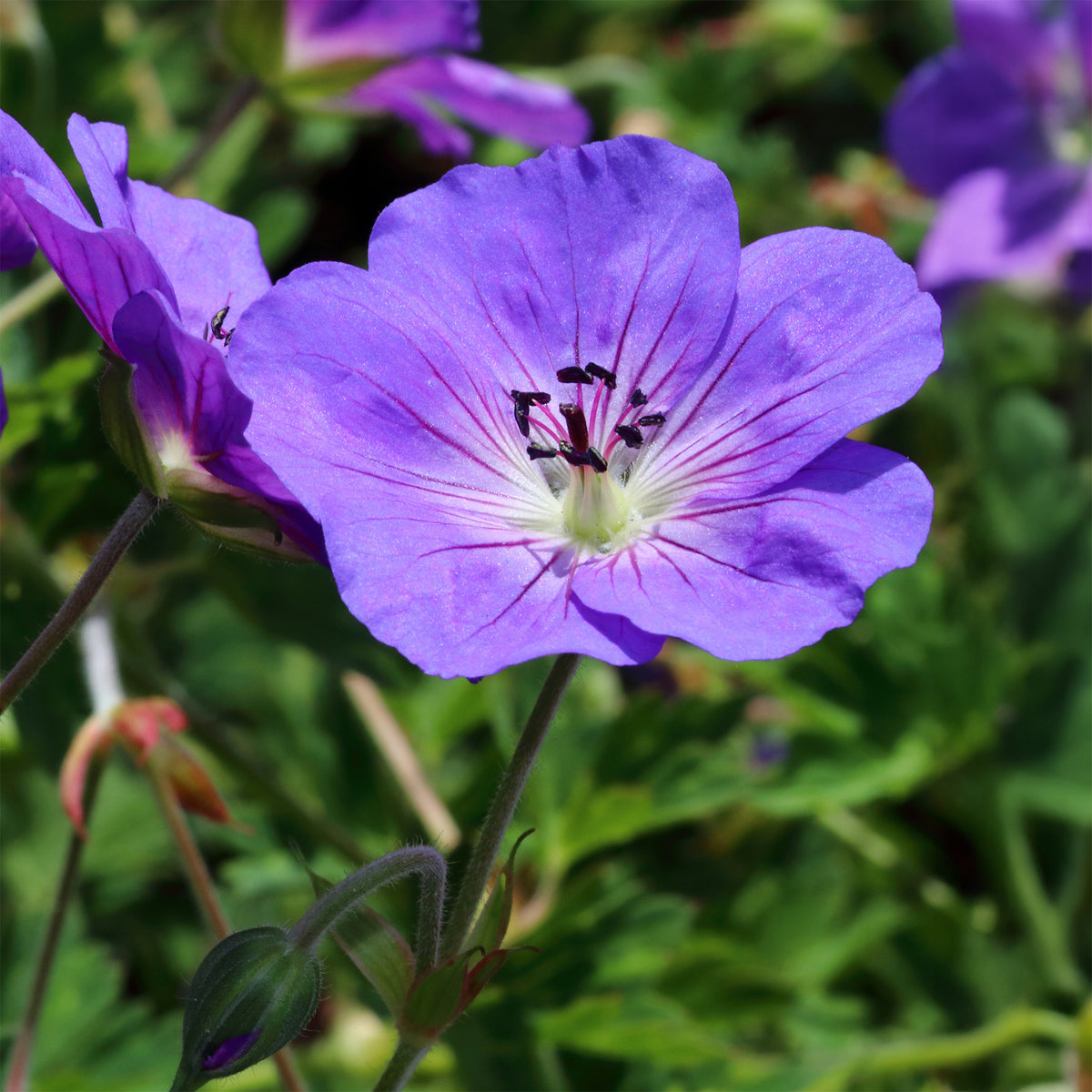 Verkauf Himalaya-Storchschnabel - Geranium himalayense