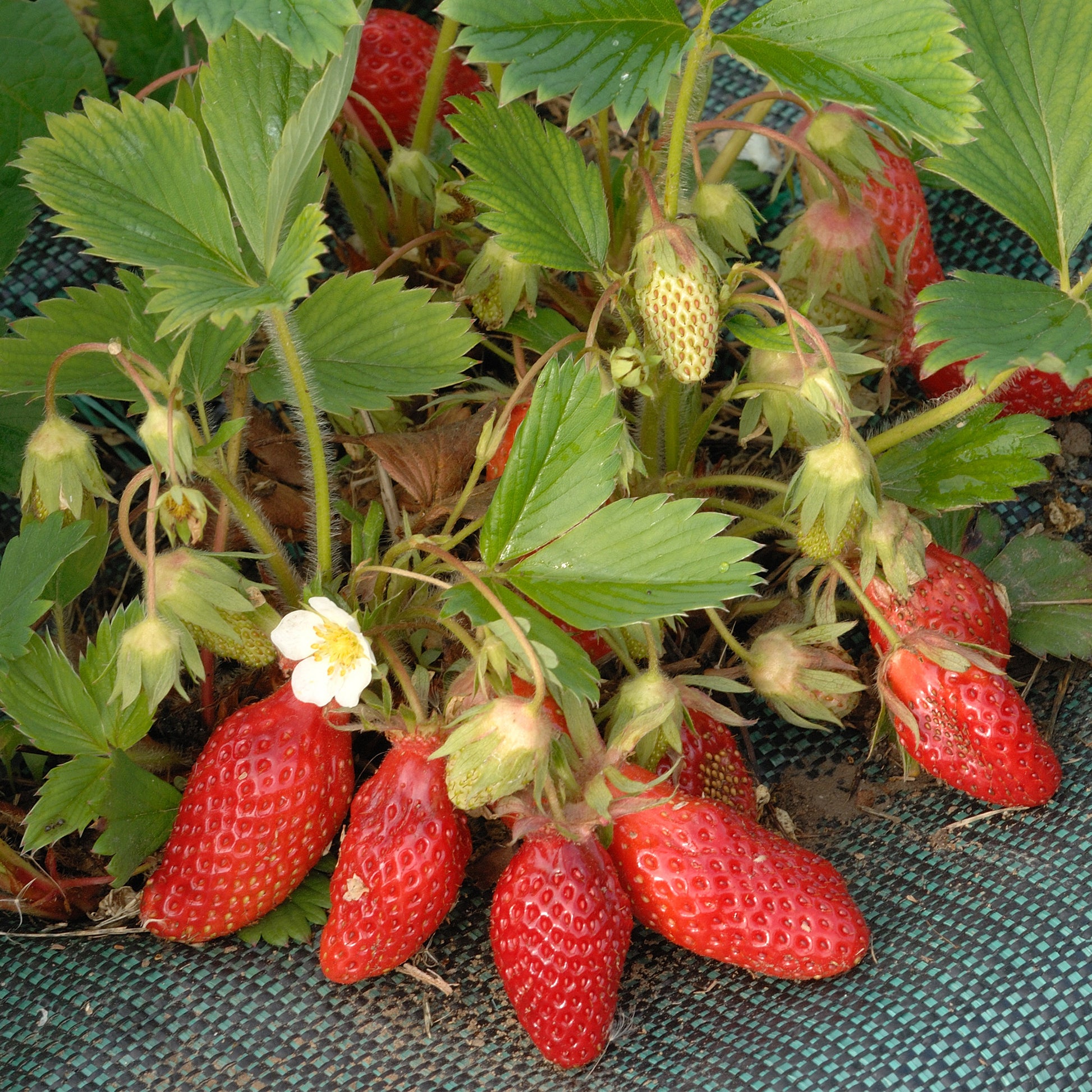 Erdbeere Gariguette - Bakker
