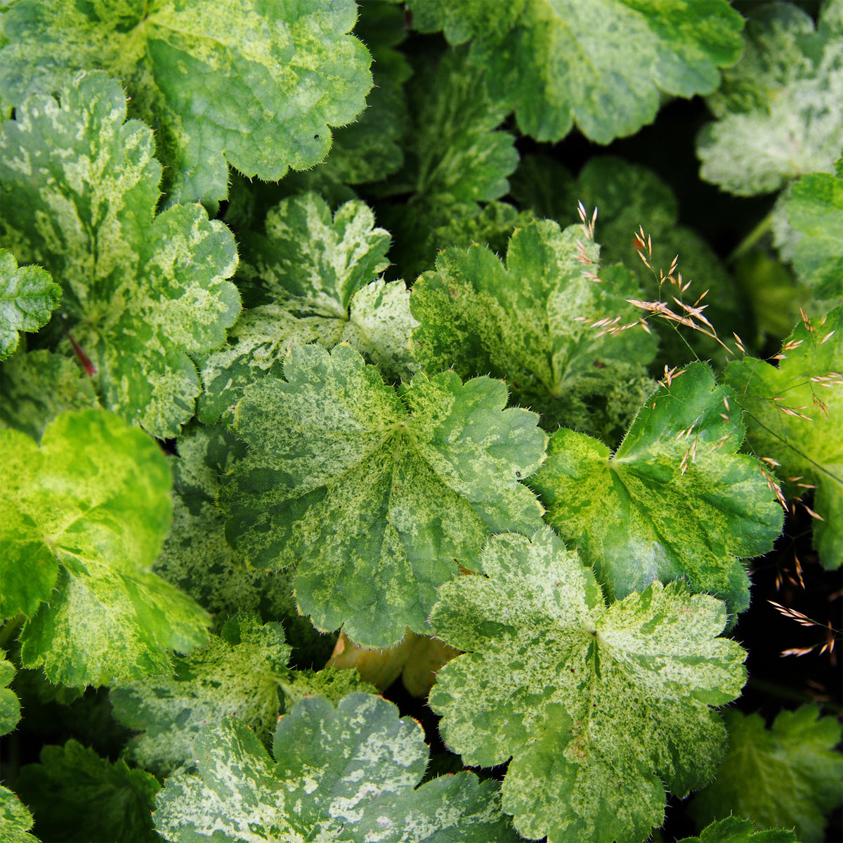 Heuchera hercules - Purpurglöckchen-Hybriden Hercules ® (x3) - Heuchera - Purpurglöckchen
